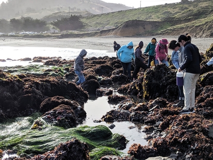 students exploring rocks covered with algae and tidepools 