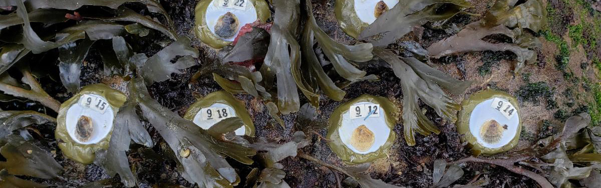 baby oysters in fucus plot