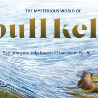 bull kelp home page art