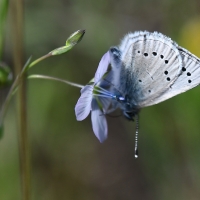 silvery blue butterfly
