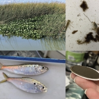 marsh, fish, filter