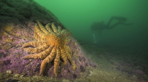 sun star starfish with diver in background