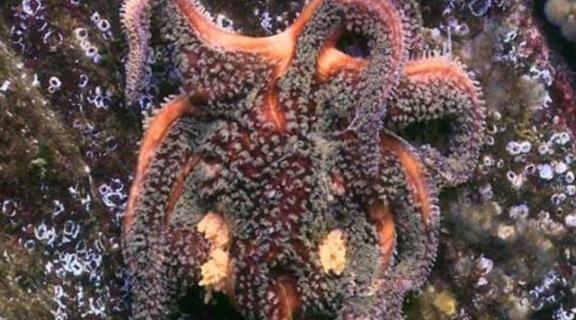 sea star wasting