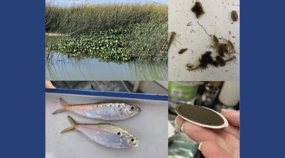 marsh, fish, filter